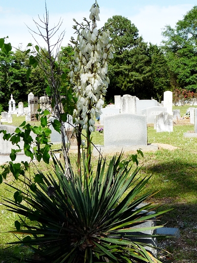 {Yucca gloriosa}